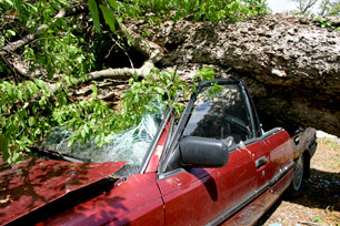 Car squashed by tree